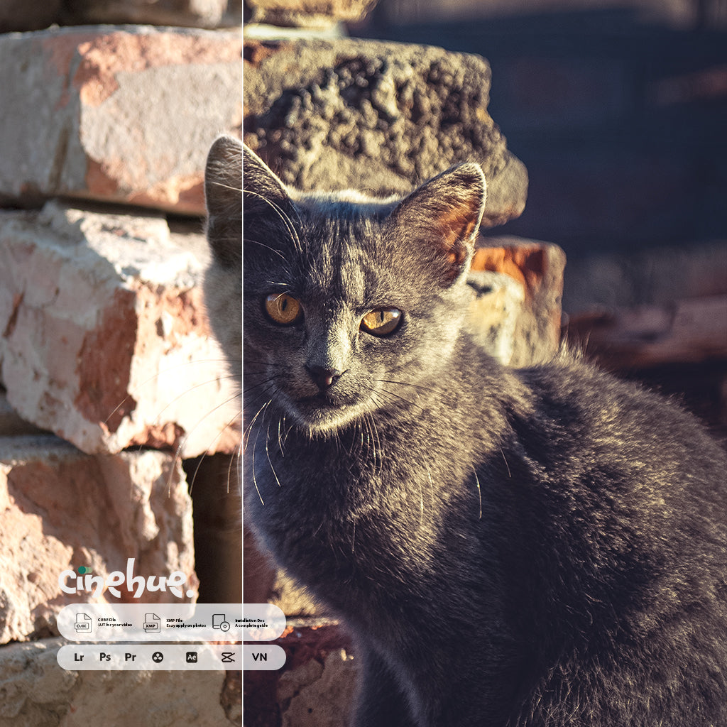 Daily Vibe – 108 XMP Presets + 108 LUTs