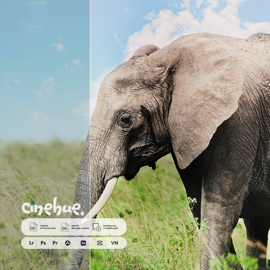 Outdoor - 61 Premium Presets