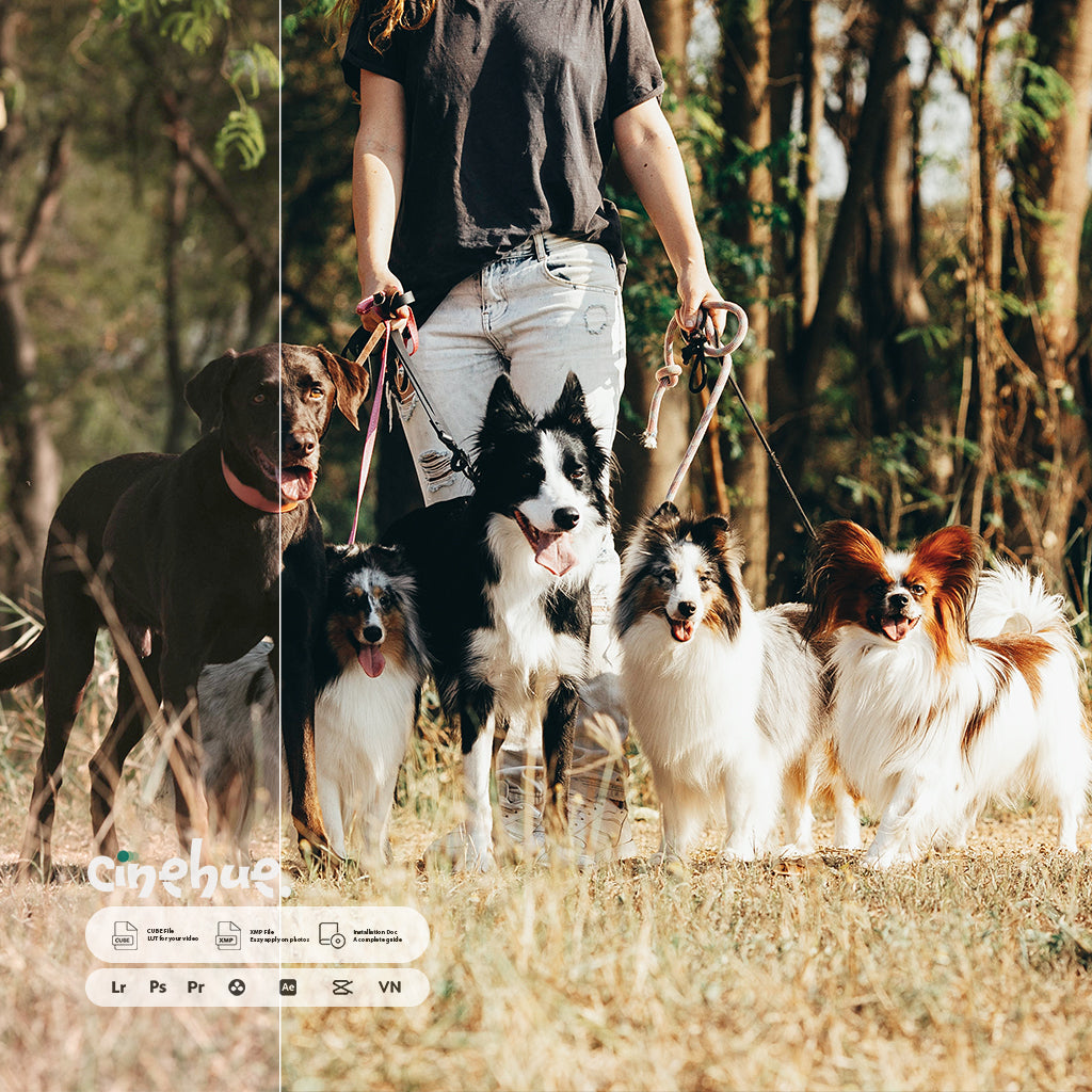 Premium Presets – 146 XMP + 146 LUTs