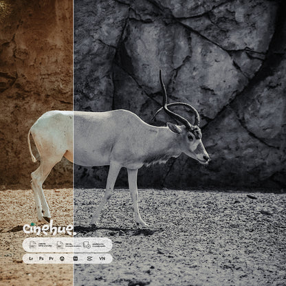 Monochrome Presets – 95 Pure, Timeless, Iconic Presets
