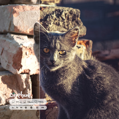 Daily Vibe – 108 XMP Presets + 108 LUTs